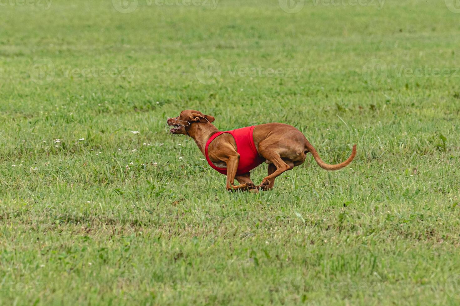 Pharaoh hound dog running in red jacket on green field in summer photo