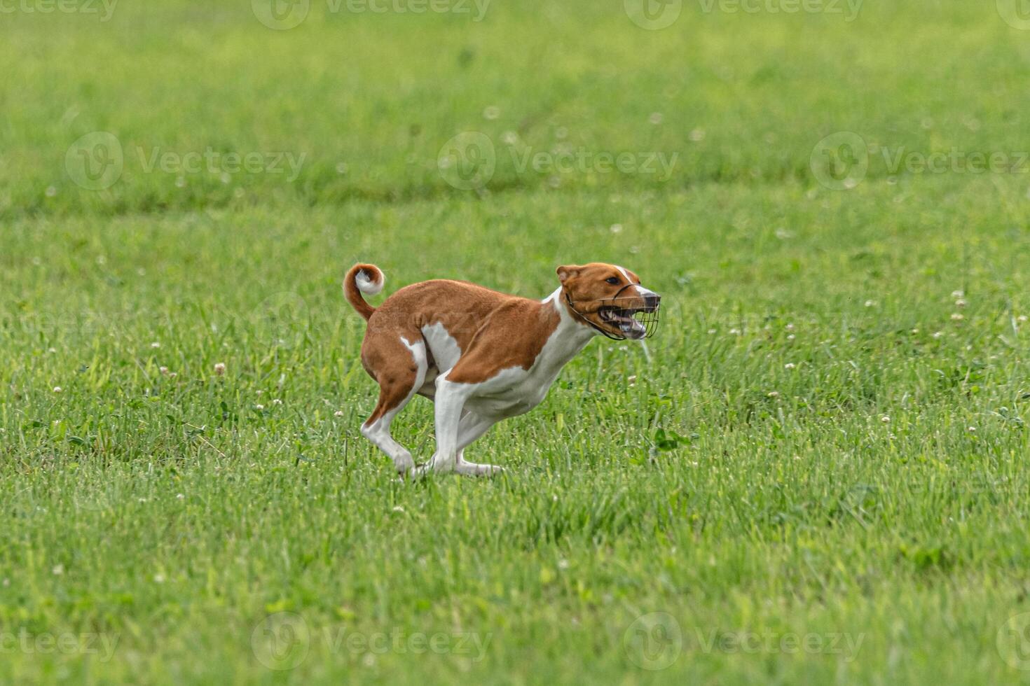 Basenji dog running qualification for lure coursing championship photo