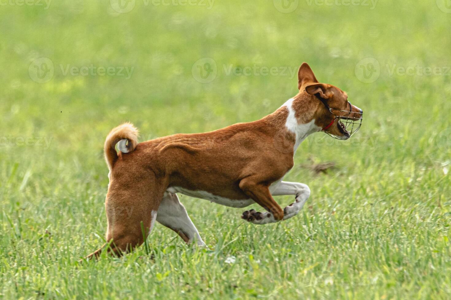 Basenji dog running qualification for lure coursing championship photo