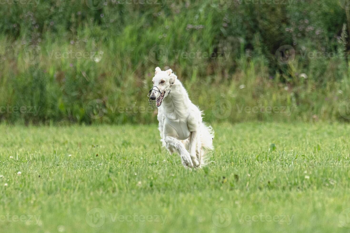 Borzoi dog training coursing runs across the field photo