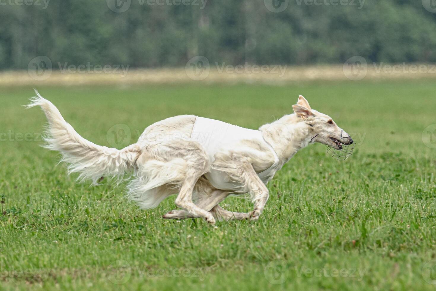 Borzoi dog training coursing runs across the field photo