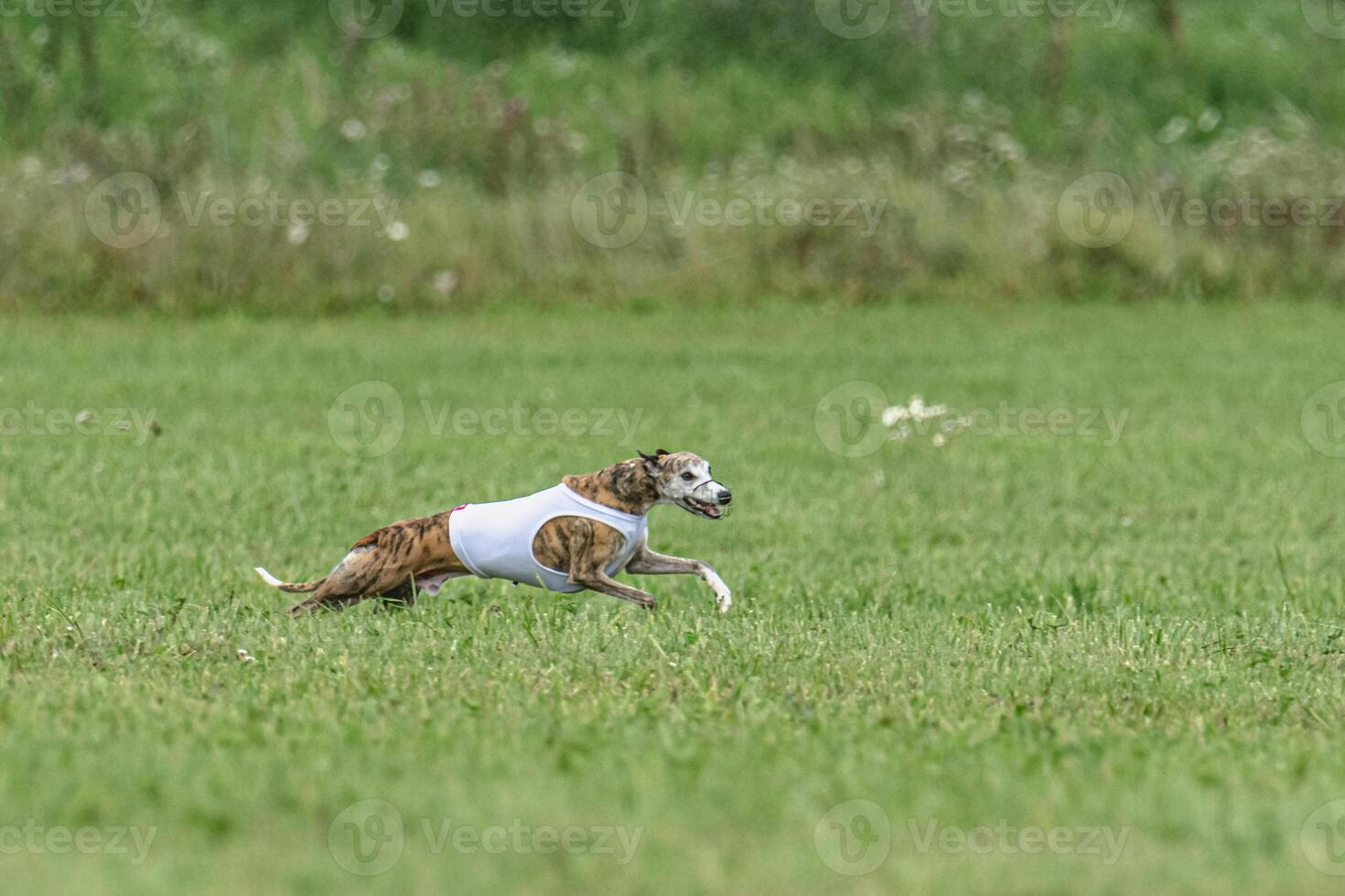 Whippet dog running in white jacket on coursing green field photo