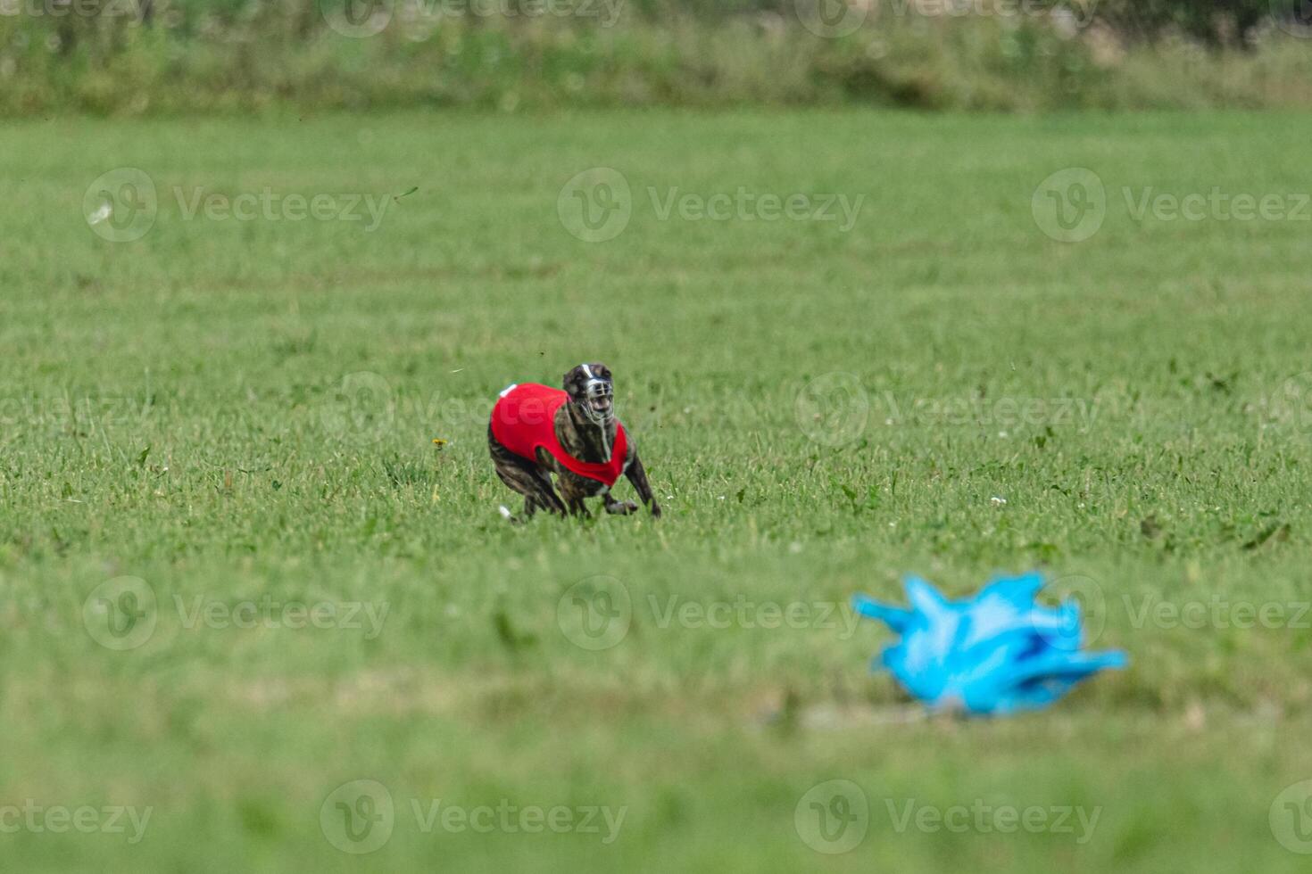 Whippet dog running in a red jacket on coursing green field photo