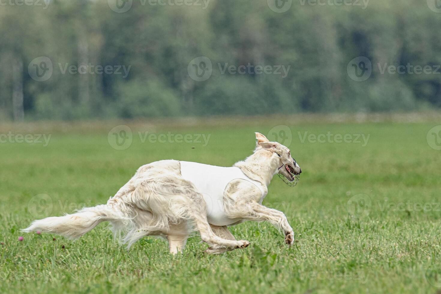 Borzoi dog training coursing runs across the field photo
