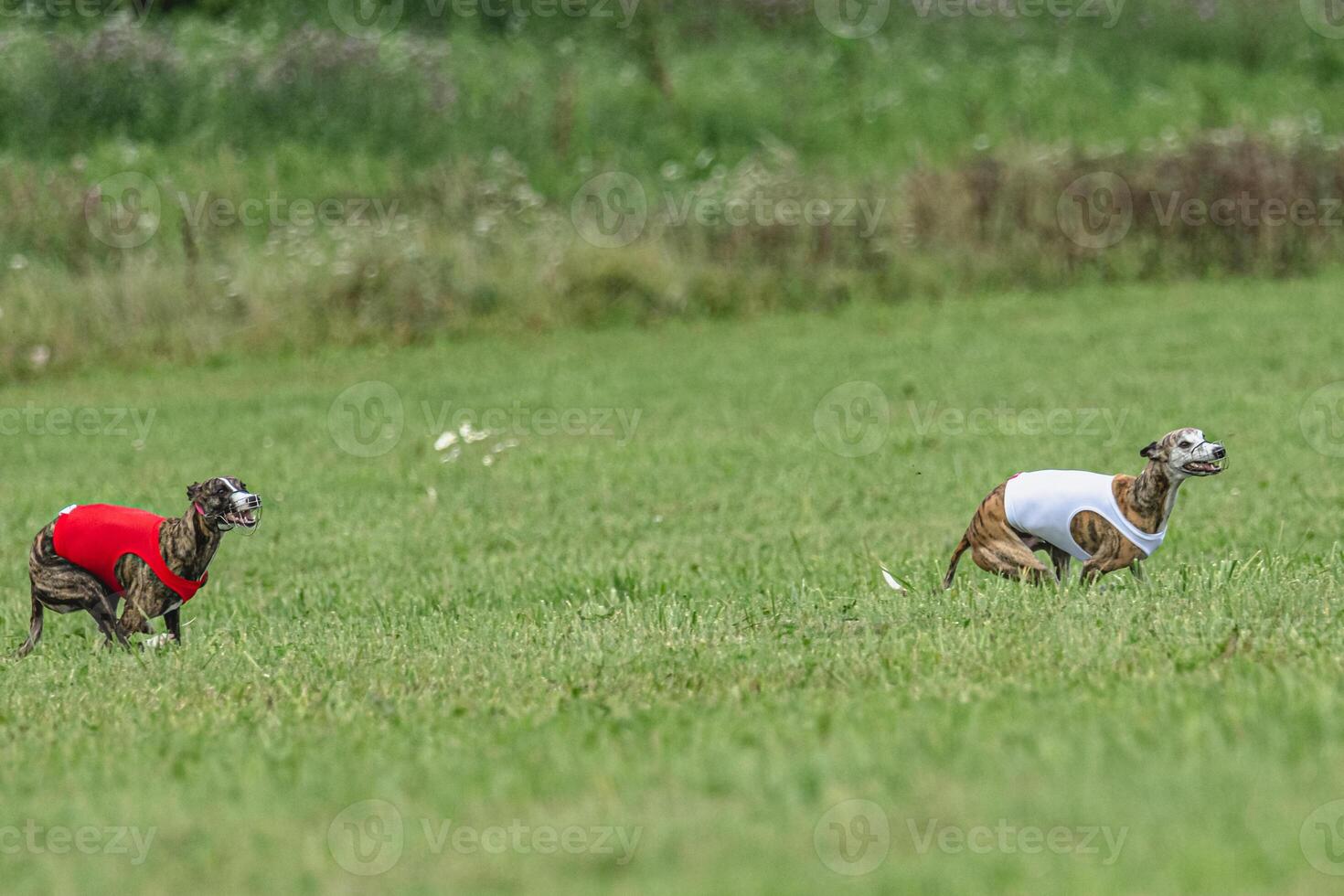 Whippet dogs running in a red and white jackets on coursing field photo