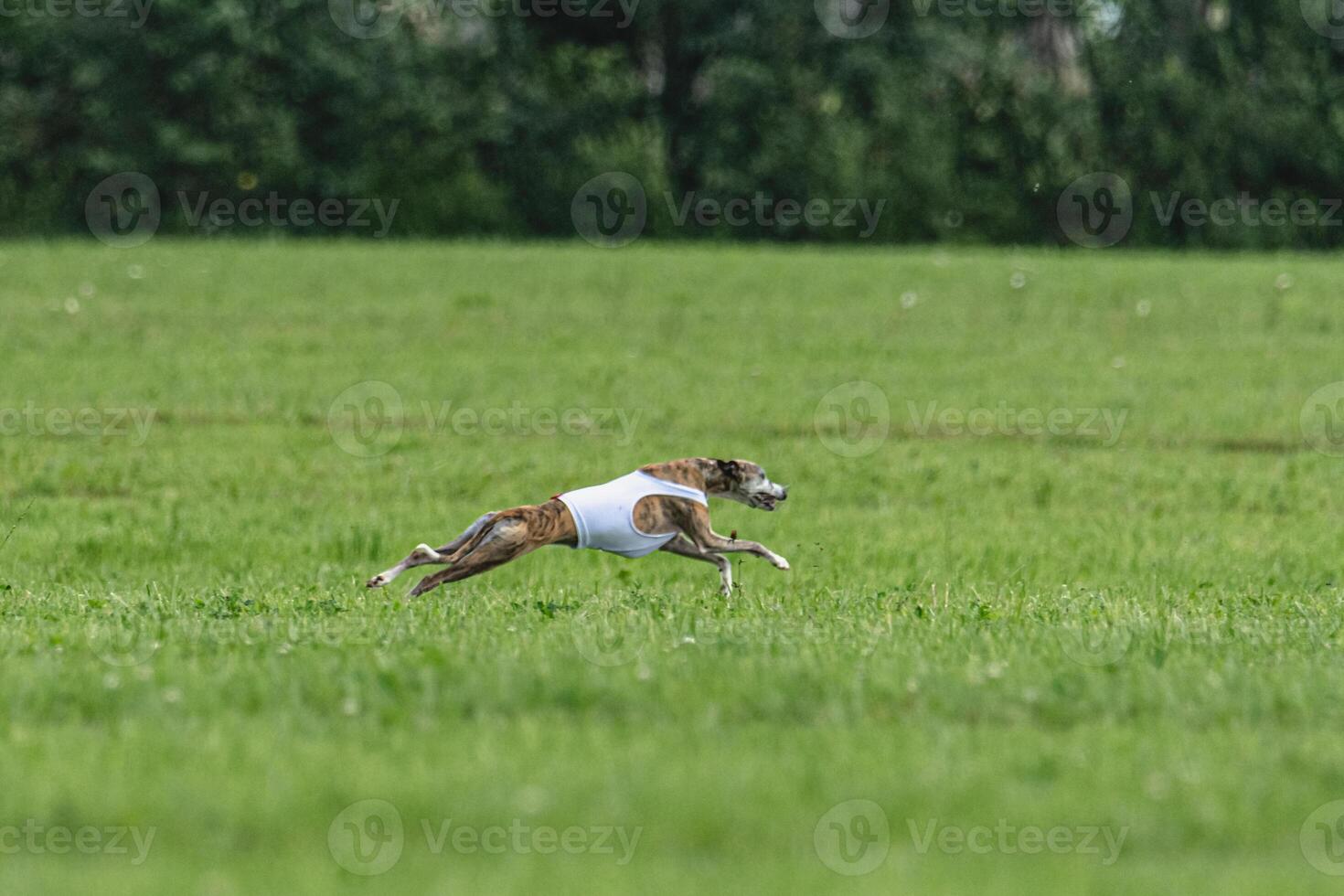 Whippet dog running in white jacket on coursing green field photo