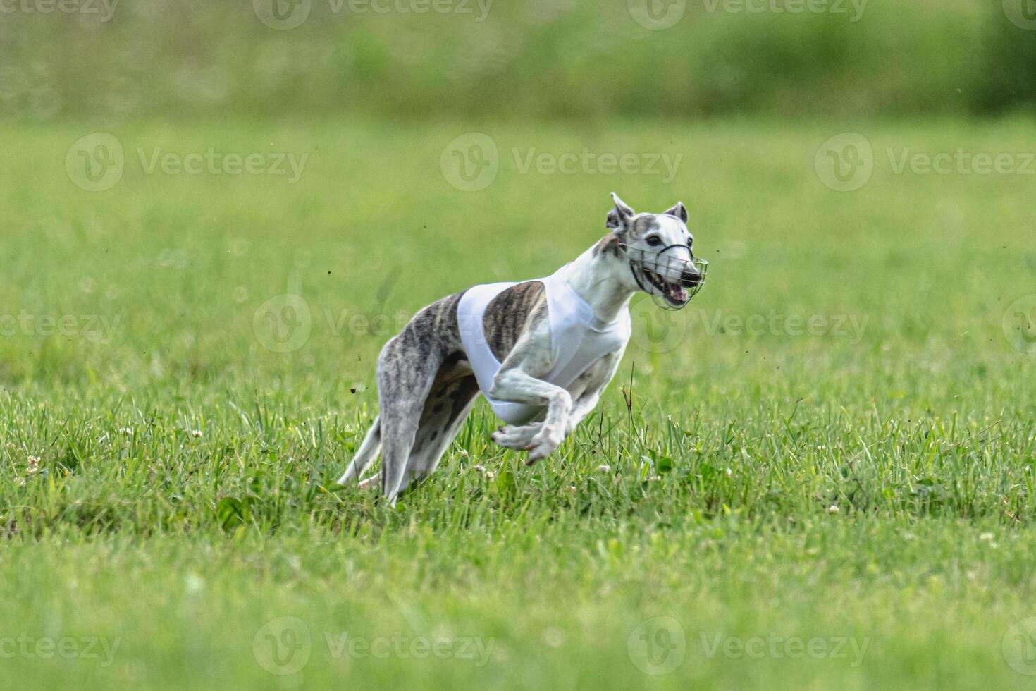 Whippet dog running in white jacket on coursing green field photo