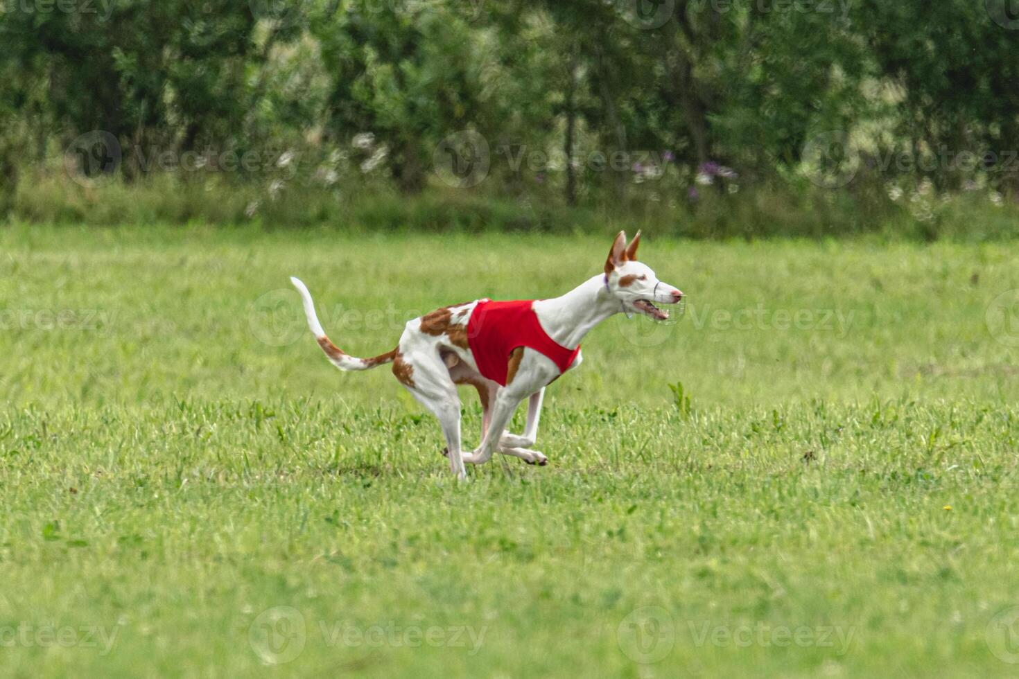 Podengo dog flying moment while running in the field photo