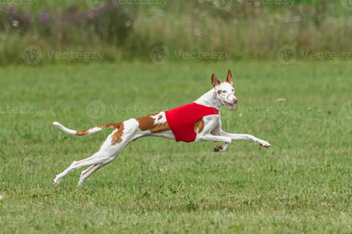 Podengo dog flying moment while running in the field photo