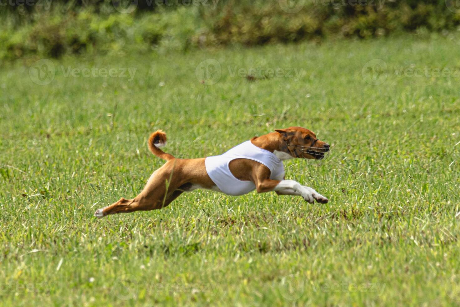 Basenji running full speed at lure coursing dog sport photo