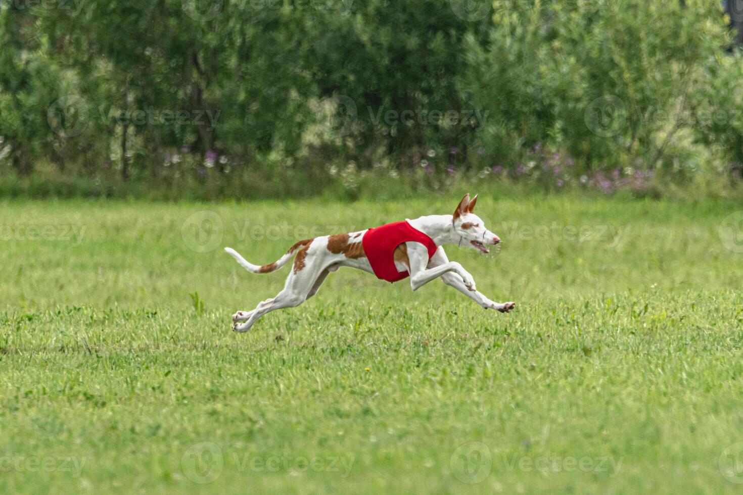 Podengo dog flying moment while running in the field photo