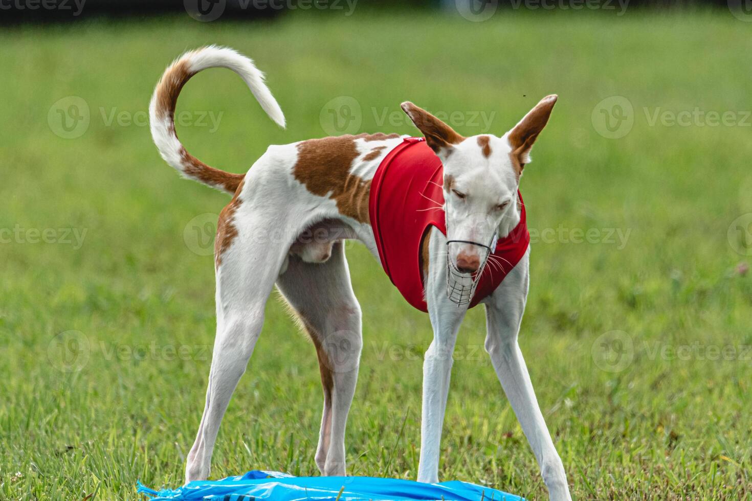 Podengo dog flying moment while running in the field photo