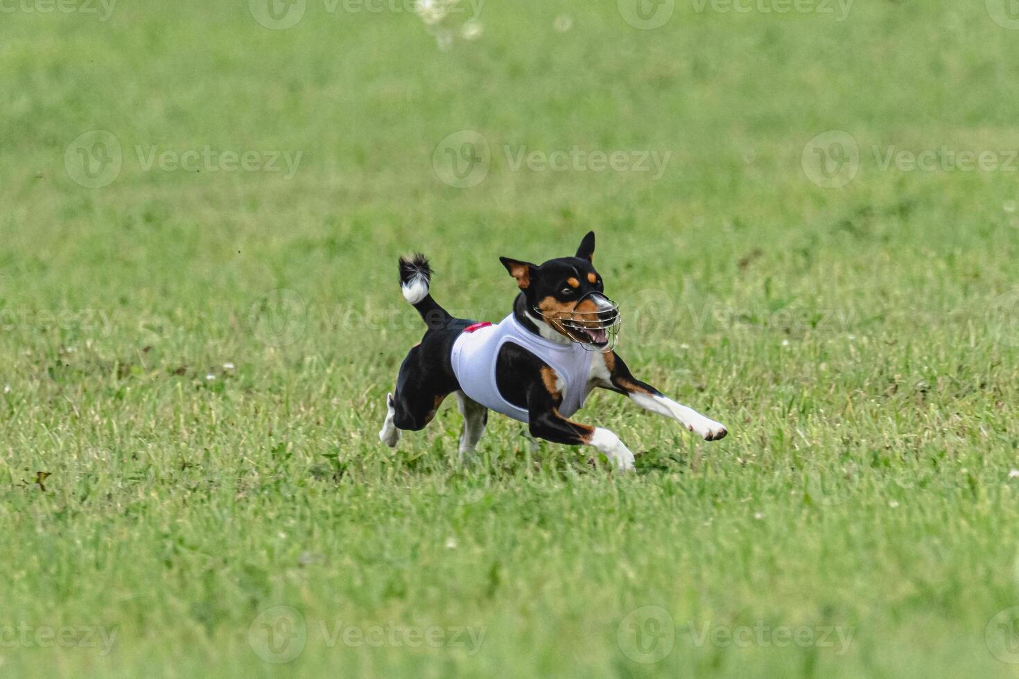 Basenji dog running in green field on lure coursing competition photo