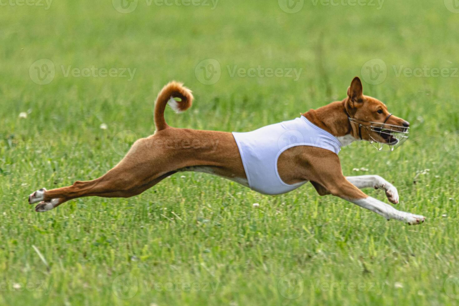 Basenji running full speed at lure coursing dog sport photo