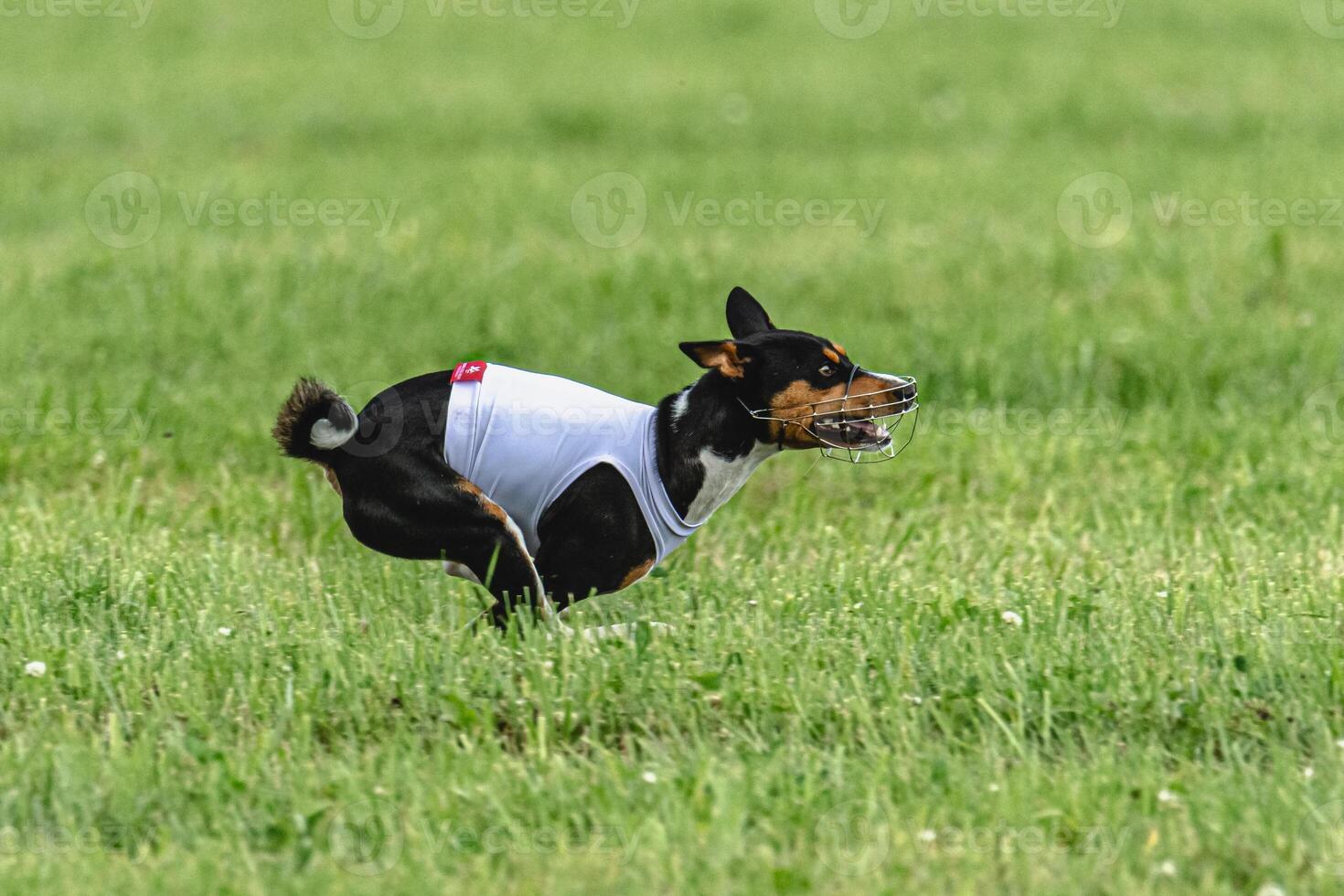 Basenji dog running in green field on lure coursing competition photo