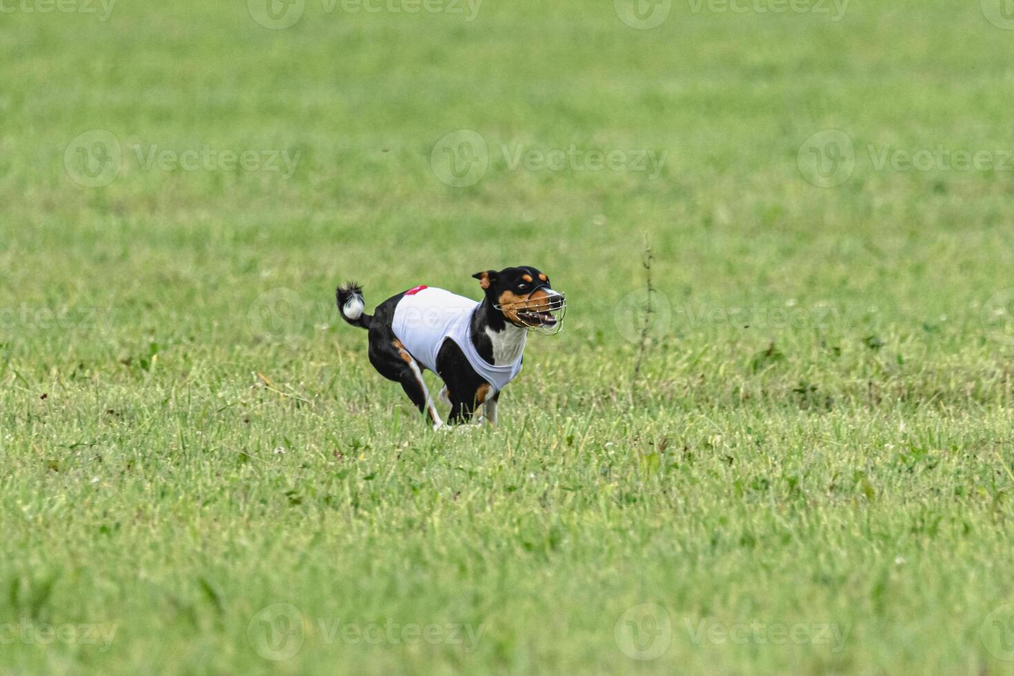 Basenji dog running in green field on lure coursing competition photo