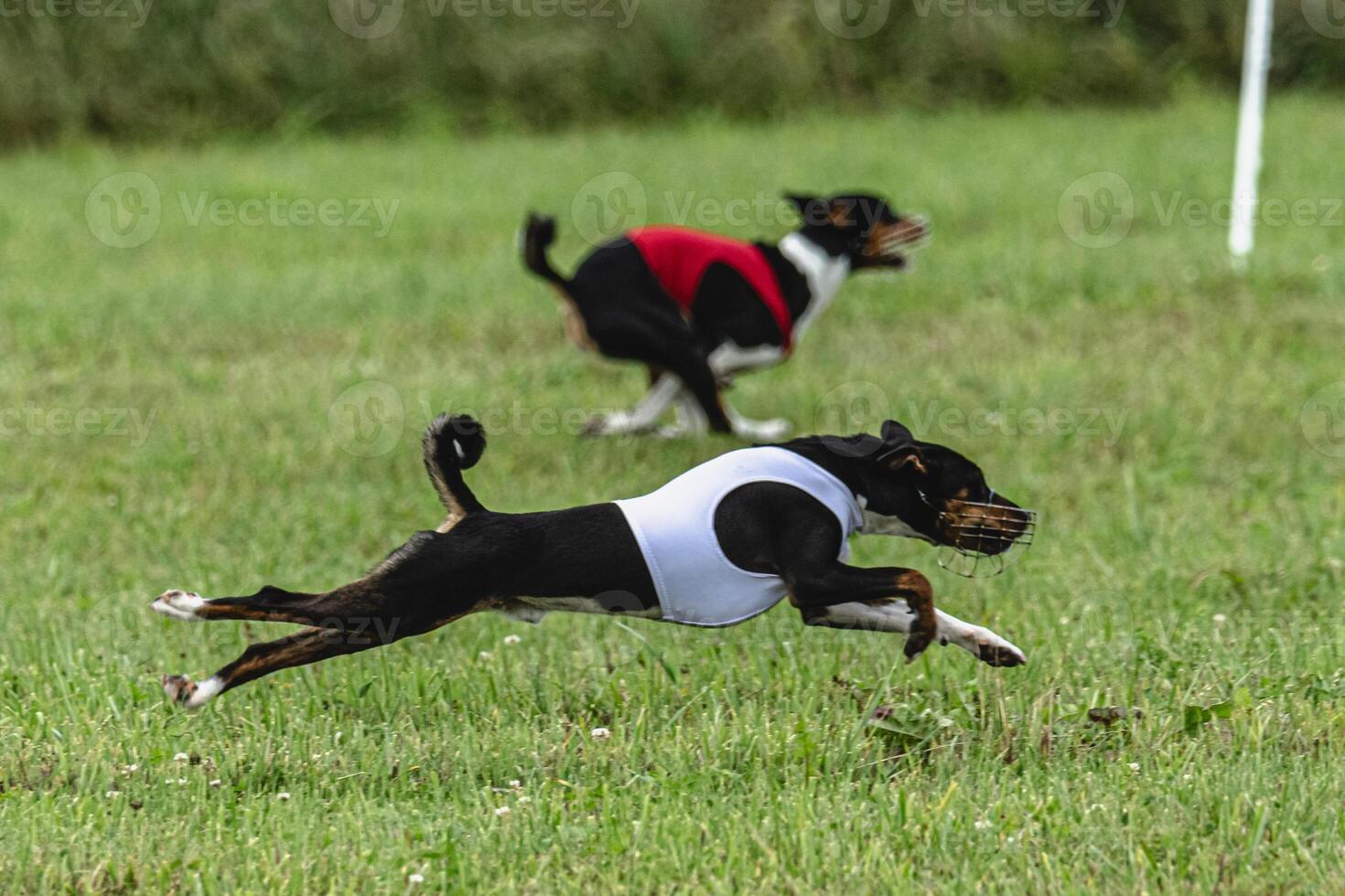 Basenji dogs running in red and white jackets on coursing field photo