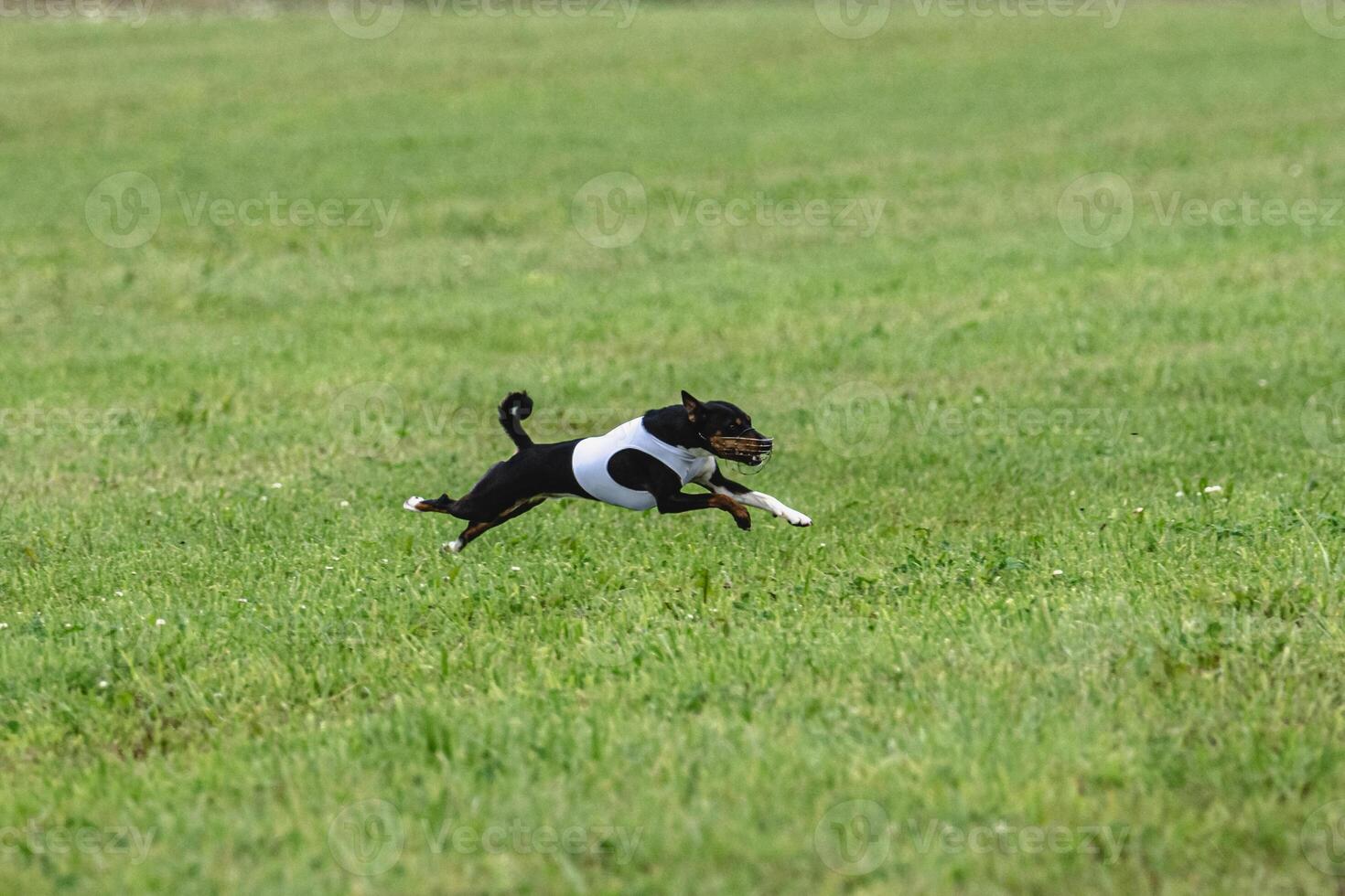 Basenji dog running in green field on lure coursing competition photo