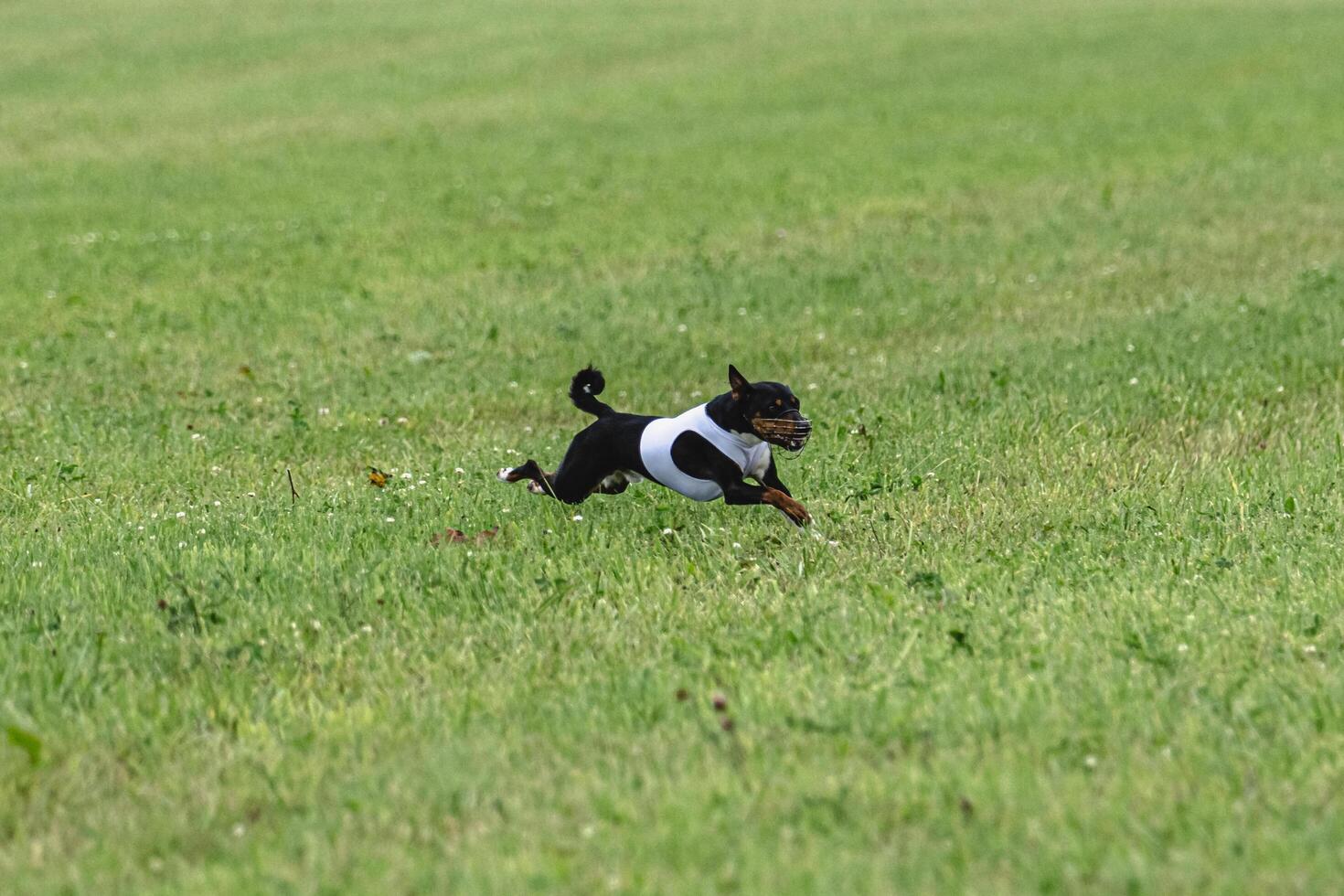 Basenji dog running in green field on lure coursing competition photo