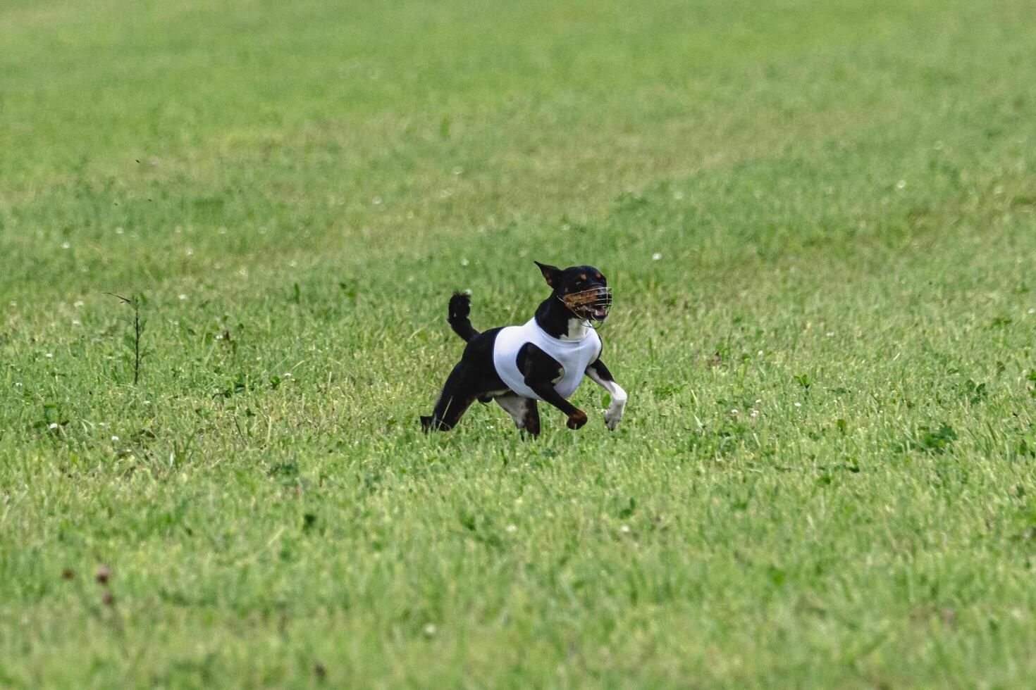 Basenji dog running in green field on lure coursing competition photo