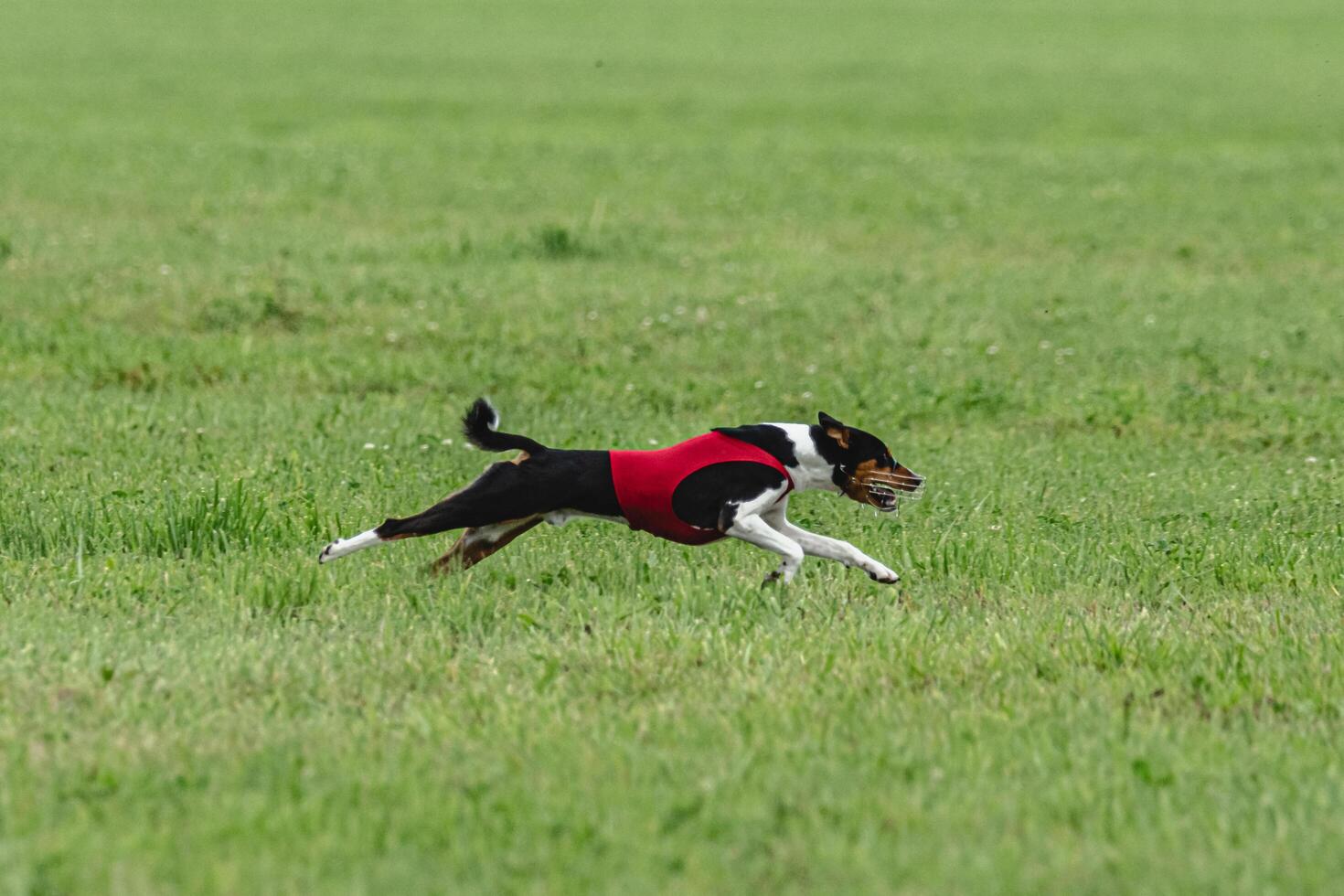 Basenji dog running in green field on lure coursing competition photo