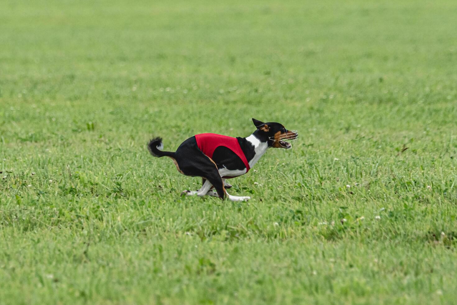 Basenji dog running in green field on lure coursing competition photo