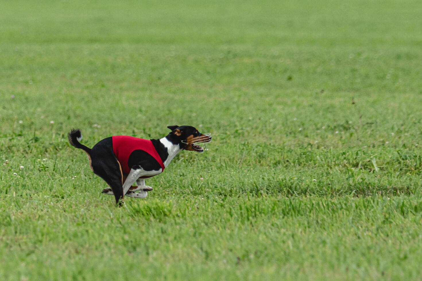 Basenji dog running in green field on lure coursing competition photo