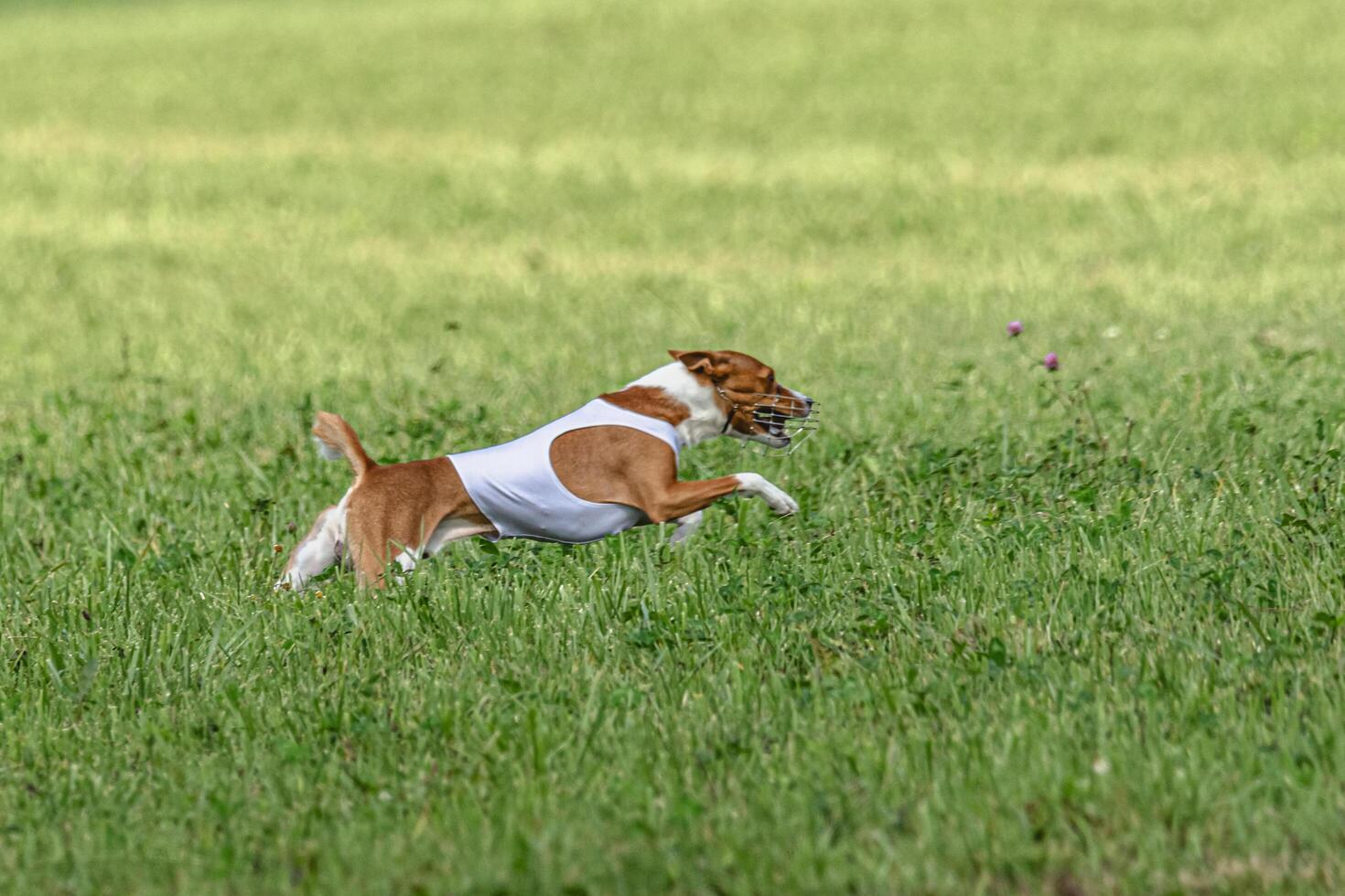Basenji dog running in green field on lure coursing competition photo