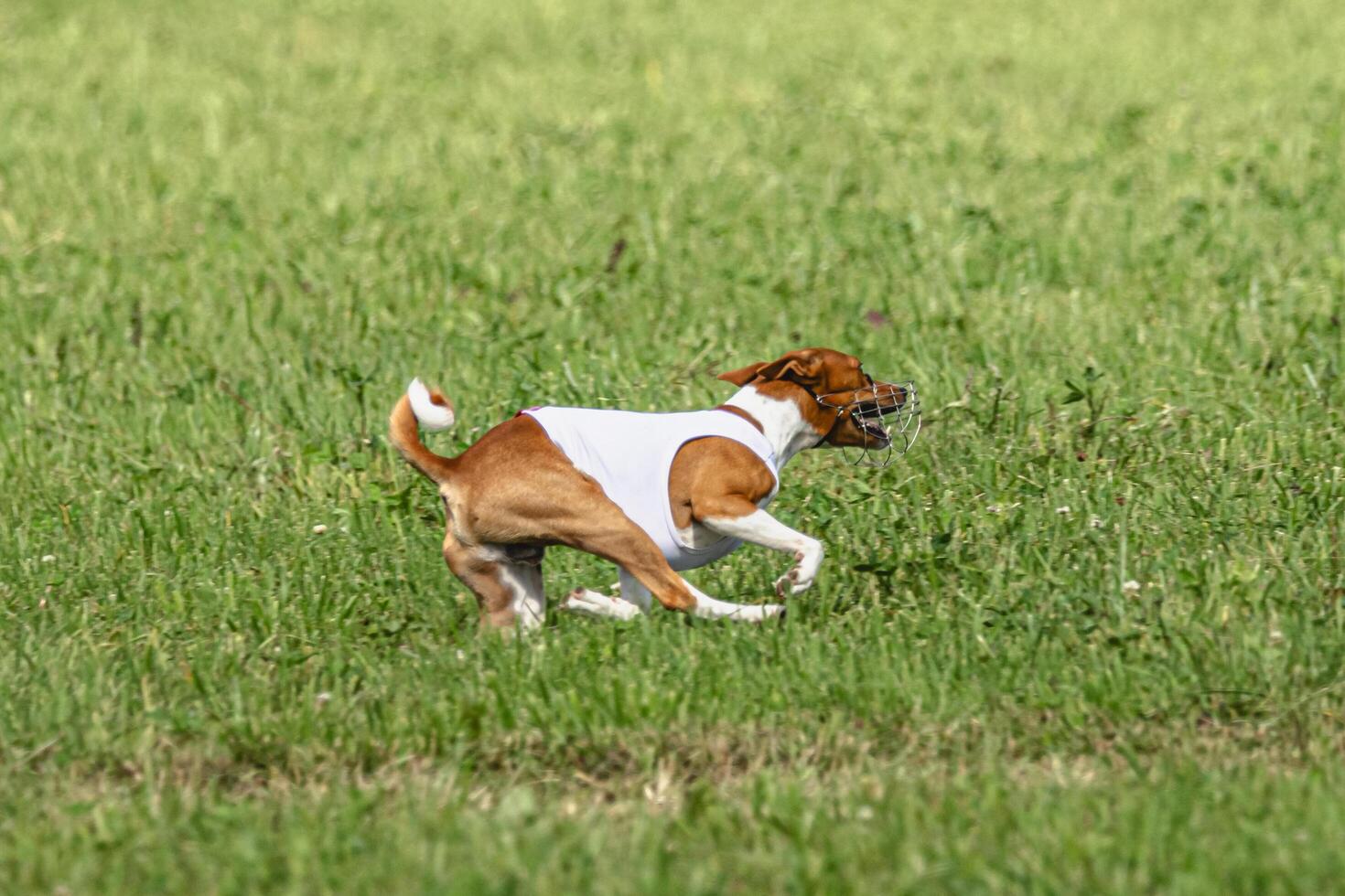 Basenji dog running in green field on lure coursing competition photo
