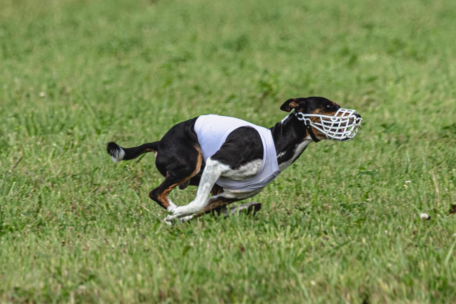 Basenji dog lure coursing competition on green field in summer photo