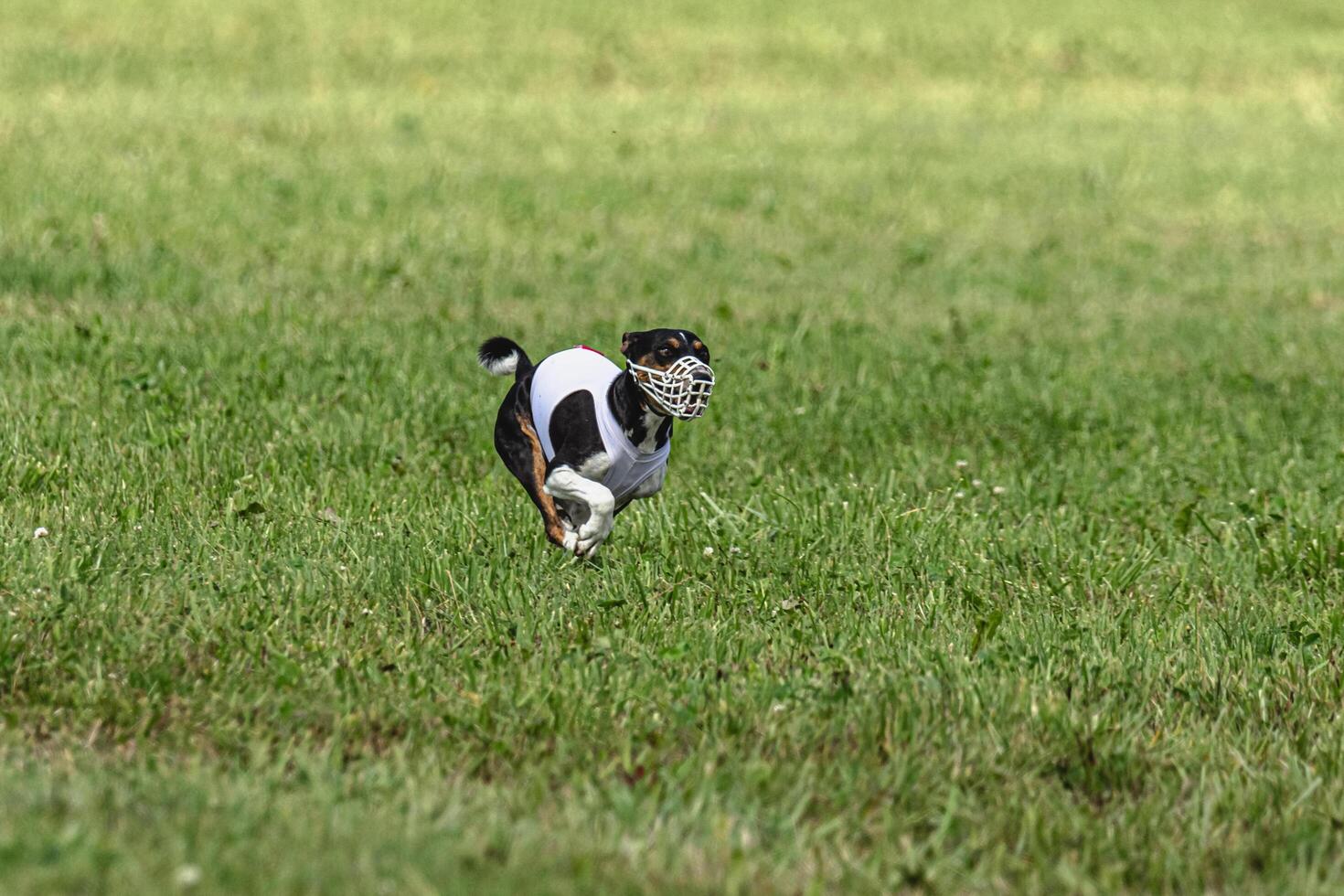 Basenji dog running in green field on lure coursing competition photo