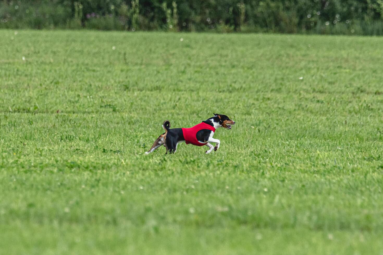 Basenji dog lure coursing competition on green field in summer photo