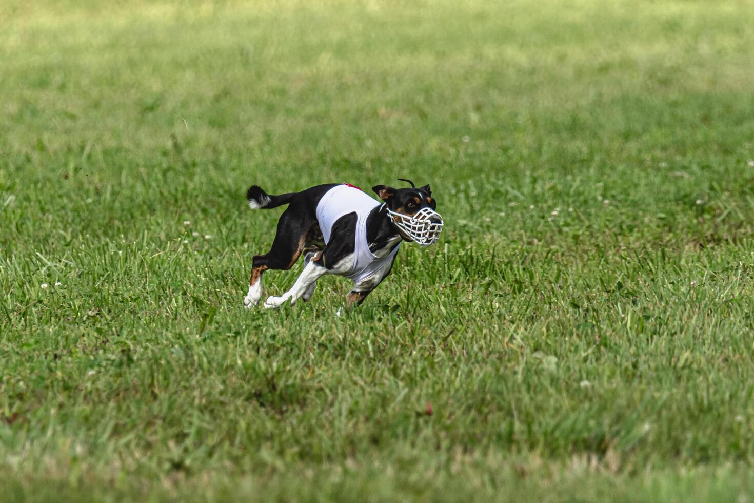 Basenji dog running in green field on lure coursing competition photo