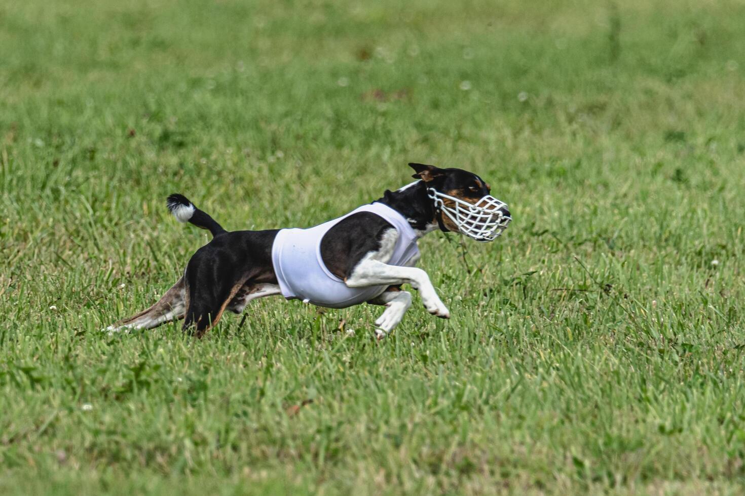 Basenji dog running in green field on lure coursing competition photo