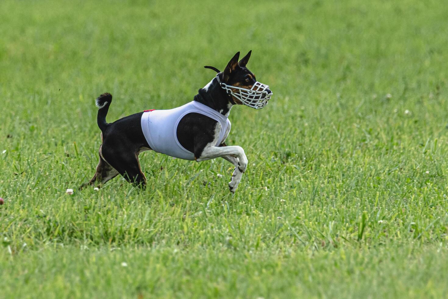 Basenji dog lure coursing competition on green field in summer photo