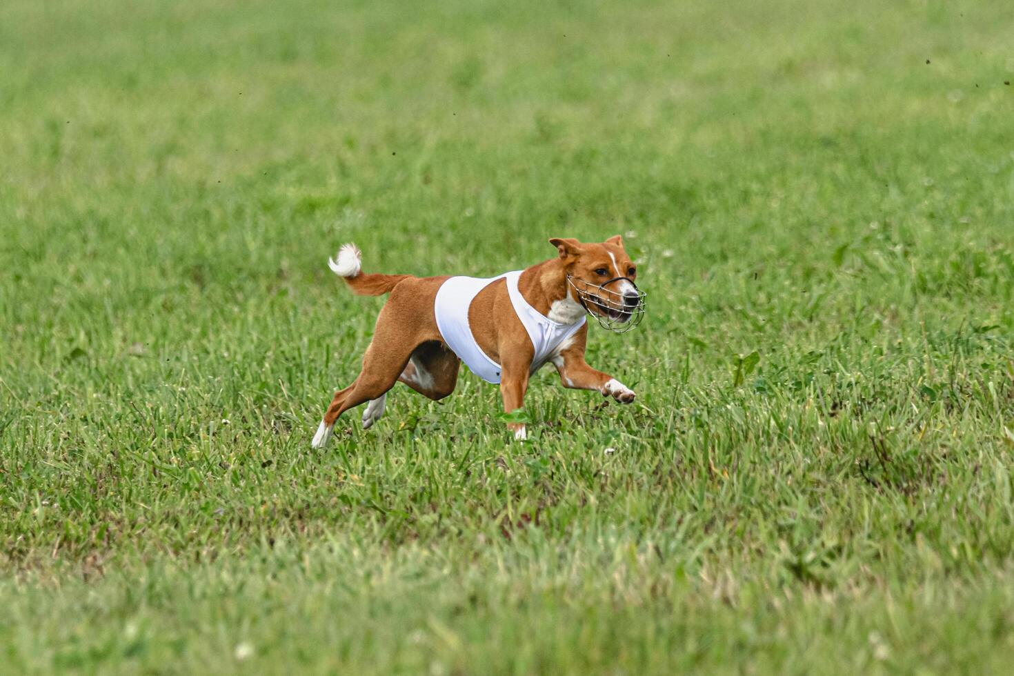 Basenji dog lifted off the ground during the dog race competition photo