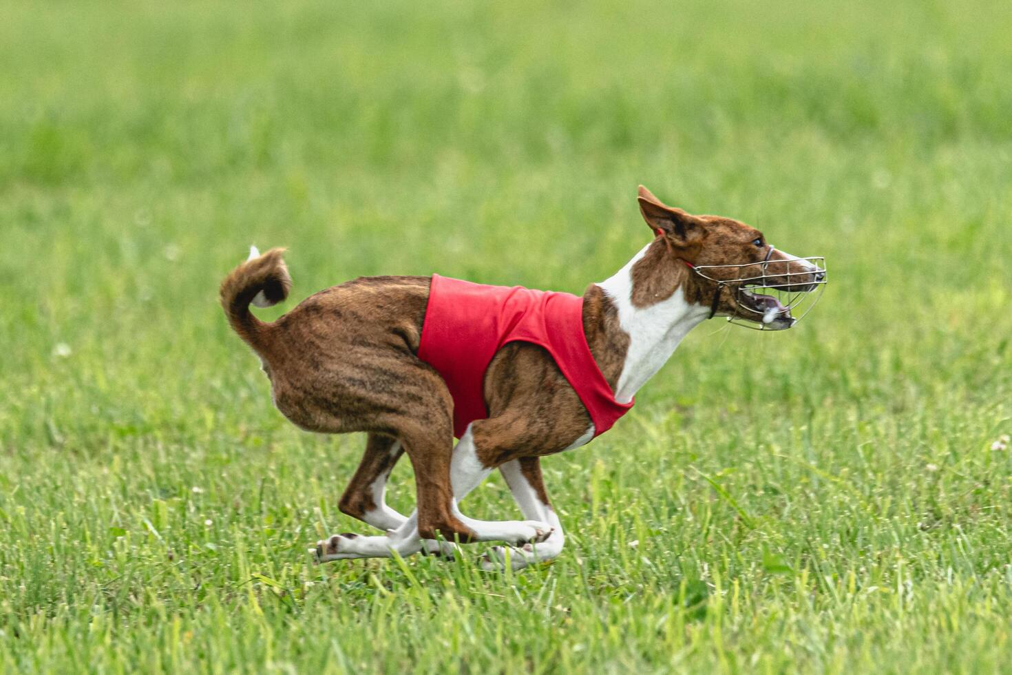 Basenji dog lifted off the ground during the dog race competition photo