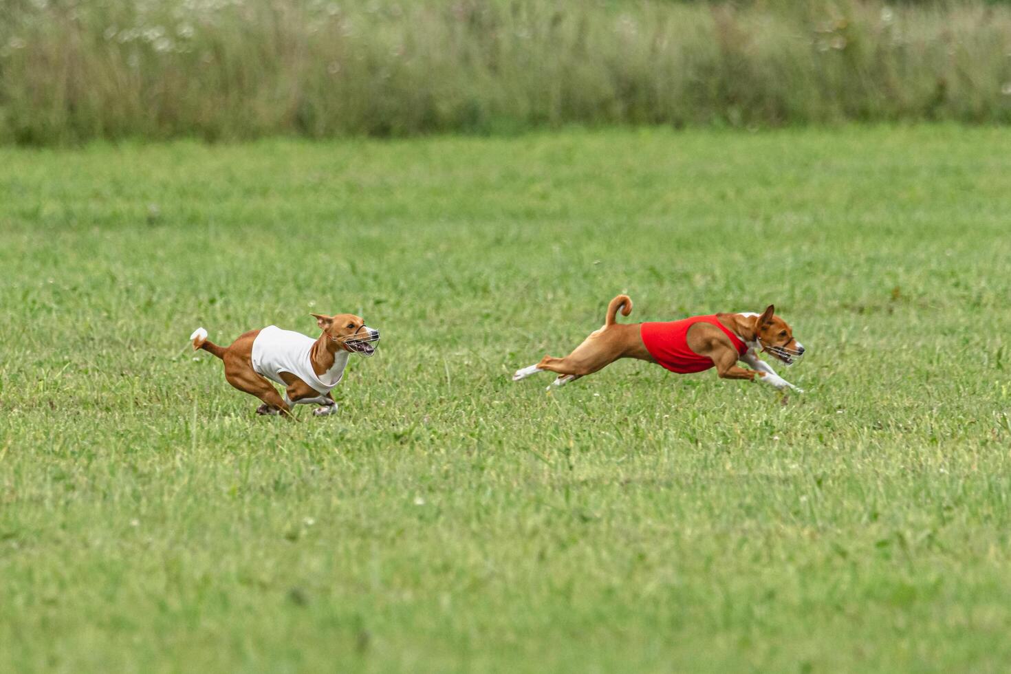 Basenji dogs running in red and white jackets on coursing field photo
