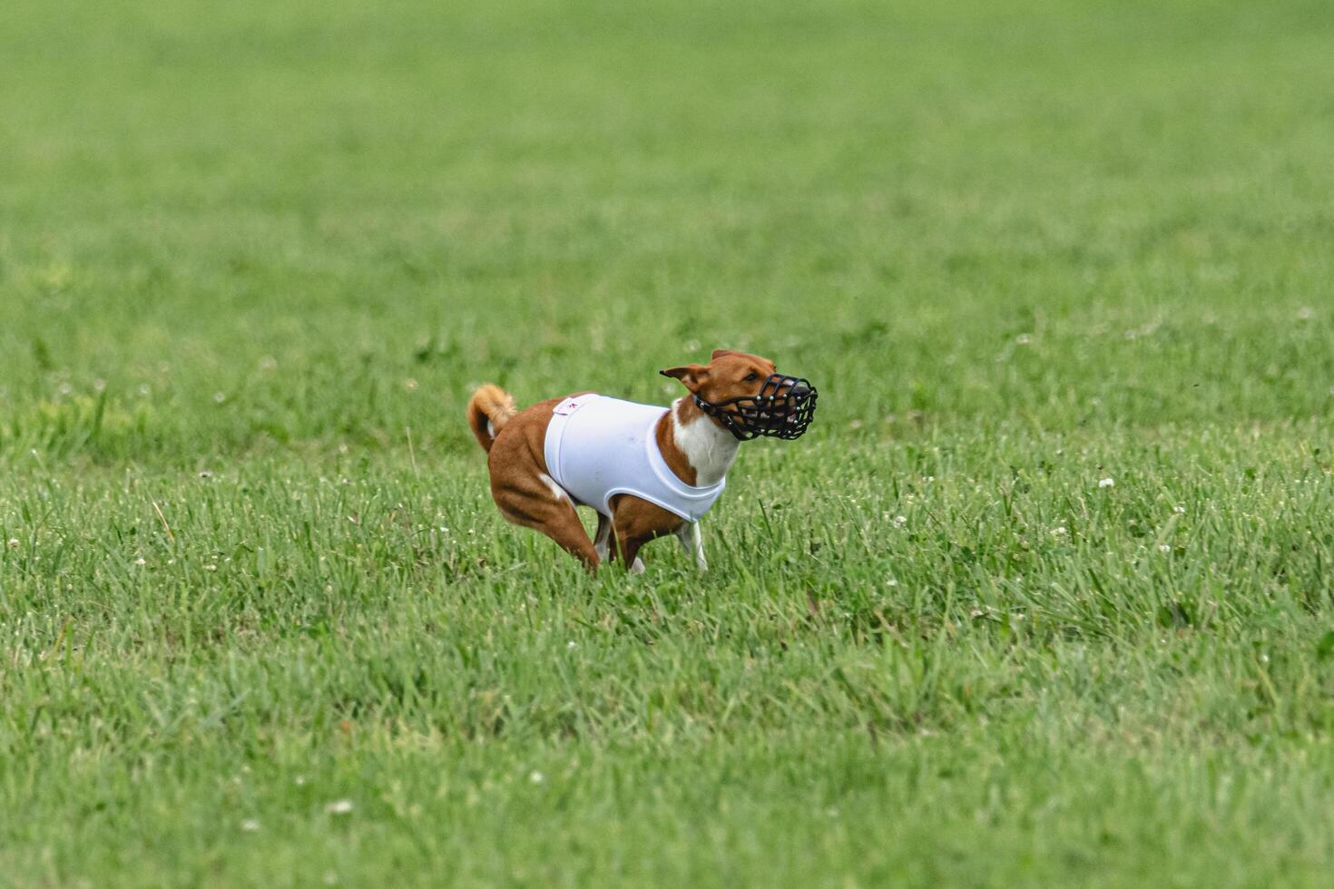 Basenji dog lifted off the ground during the dog race competition photo
