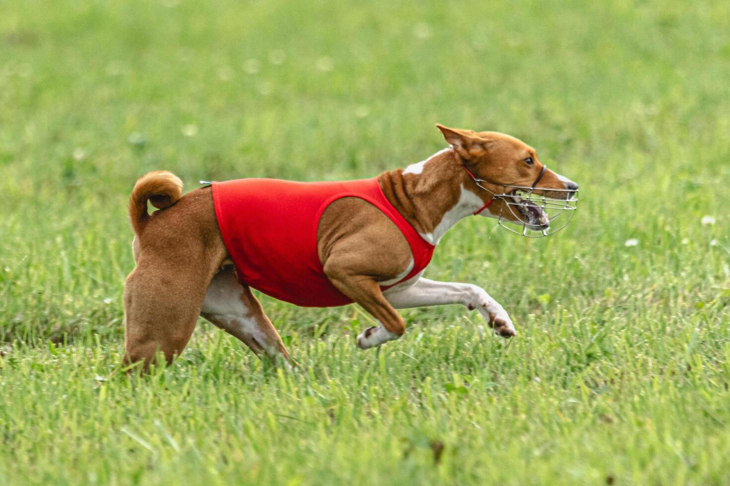 Basenji dog lifted off the ground during the dog race competition photo