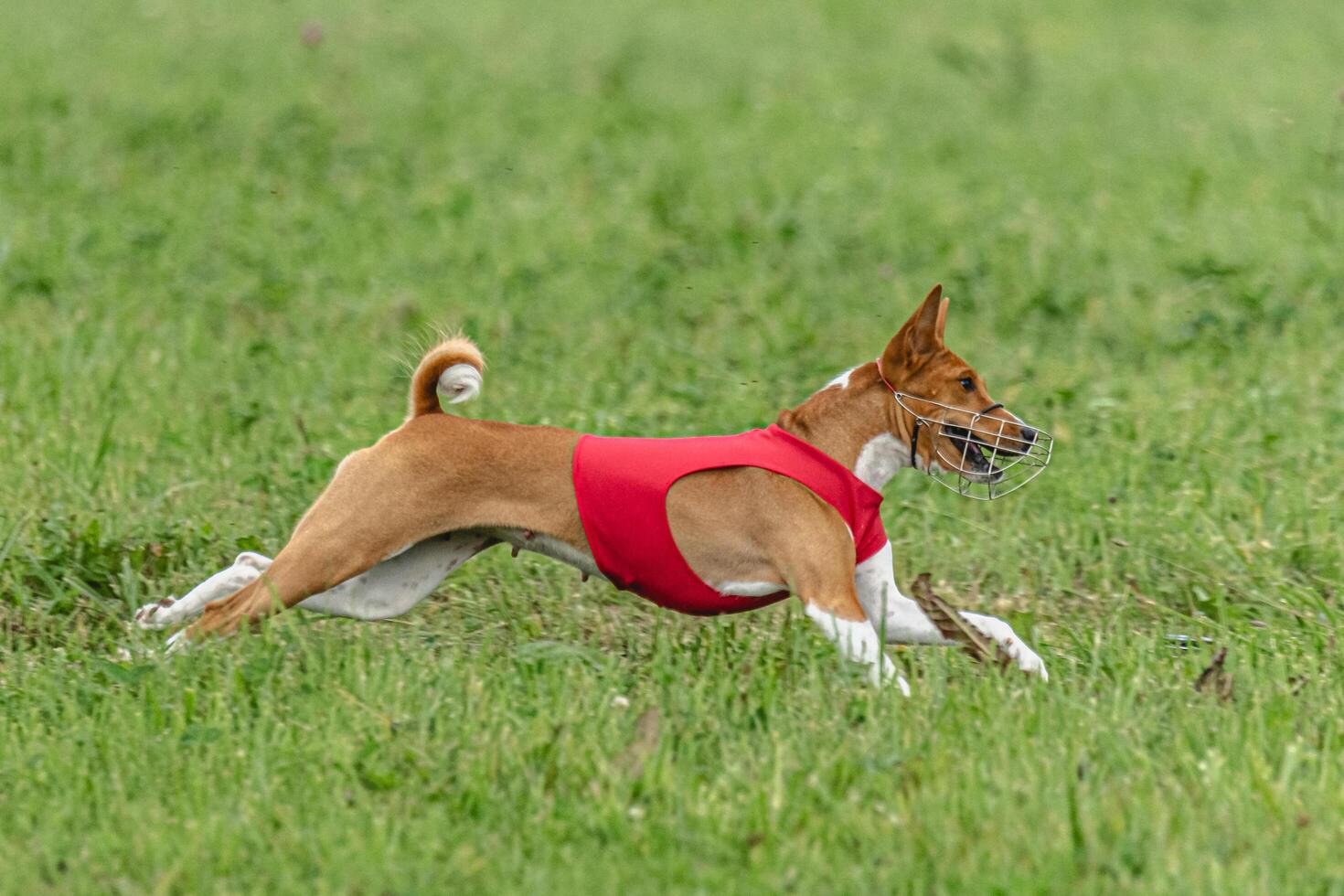 Basenji dog lifted off the ground during the dog race competition photo