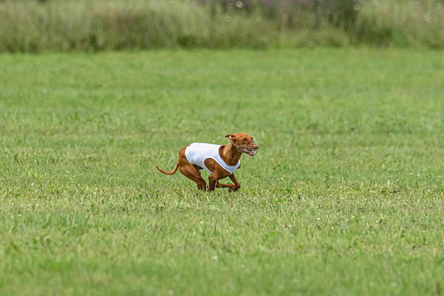 Cirneco dell etna dog running in white jacket on green field in summer photo