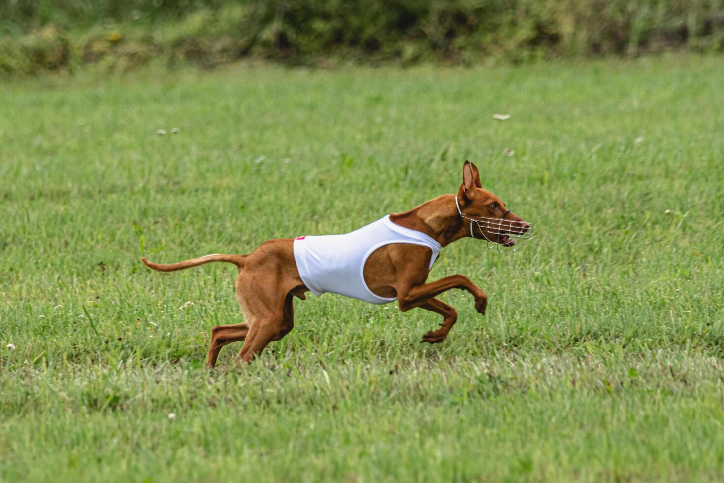Cirneco dell etna dog running in white jacket on green field in summer photo