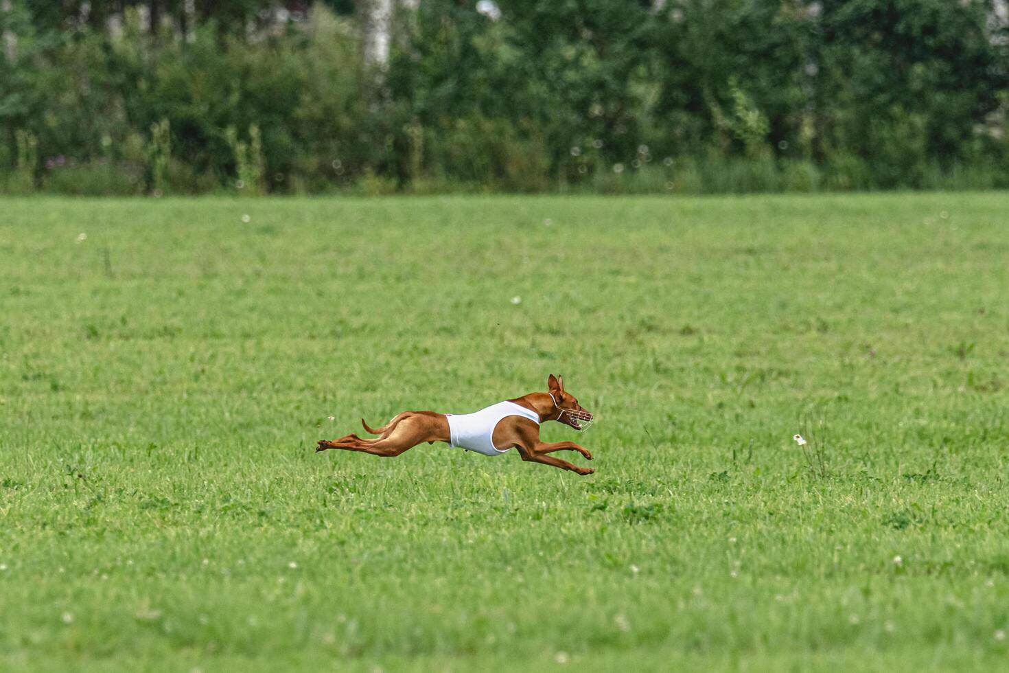 Cirneco dell etna dog running in white jacket on green field in summer photo