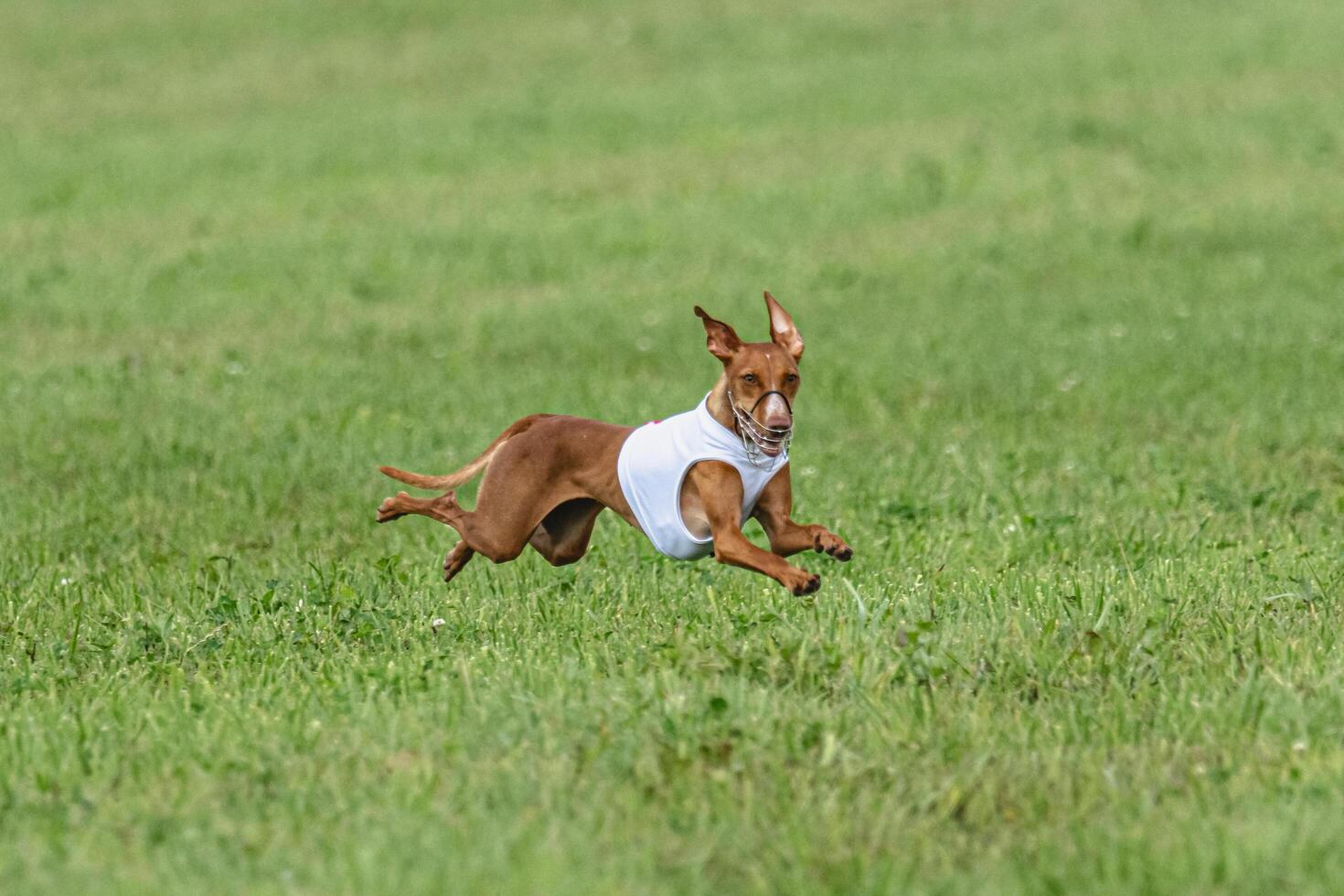 Cirneco dell etna dog running in white jacket on green field in summer photo