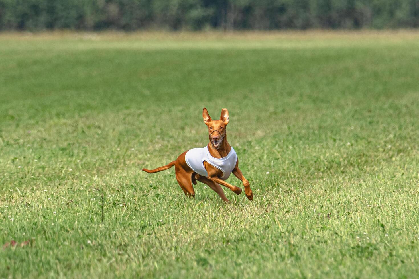Cirneco dell etna dog running in white jacket on green field in summer photo