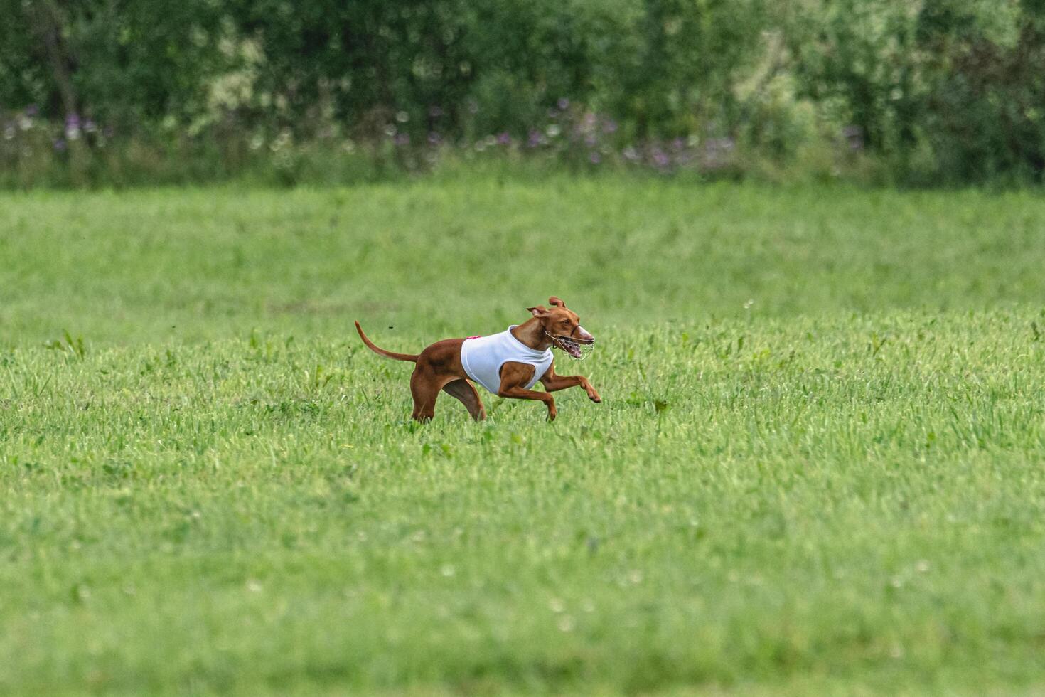 Cirneco dell etna dog running in white jacket on green field in summer photo