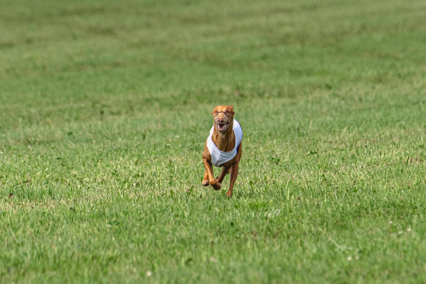 Cirneco dell etna dog running in white jacket on green field in summer photo