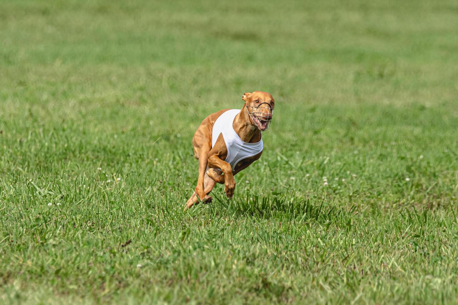 Cirneco dell etna dog running in white jacket on green field in summer photo