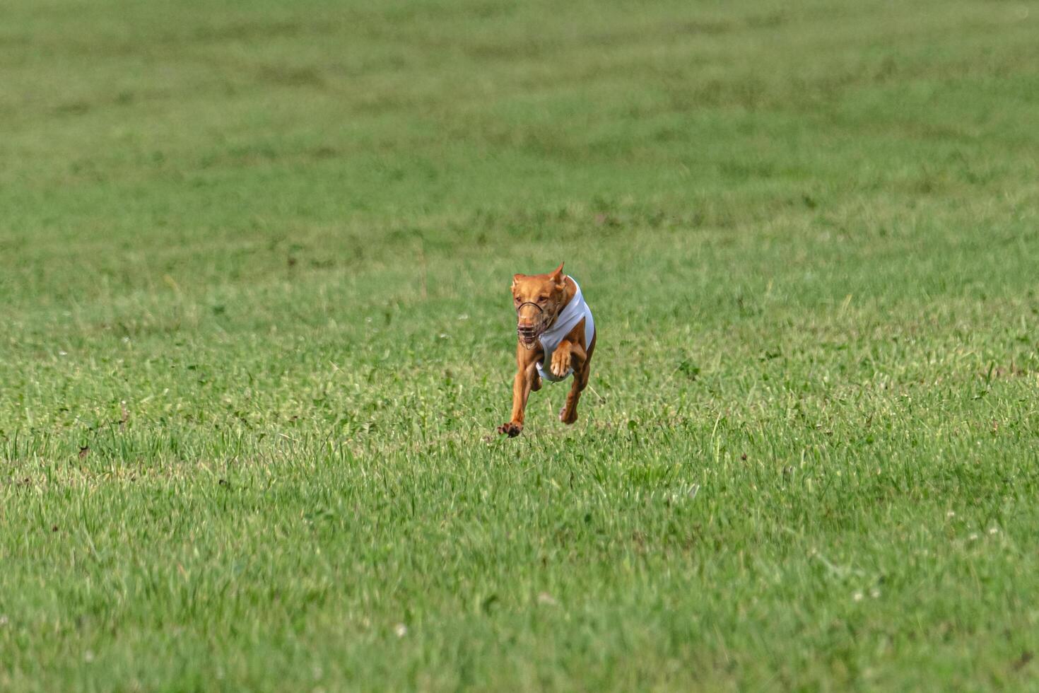 Cirneco dell etna dog running in white jacket on green field in summer photo